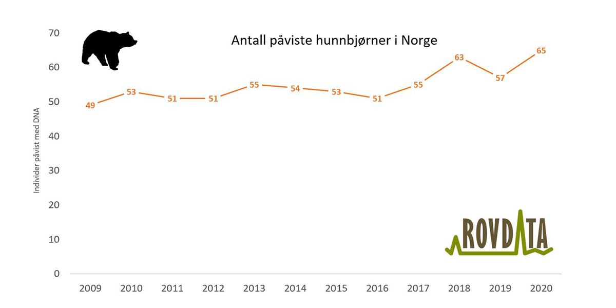 Antall hunnbjørner påvist med DNA i Norge 2009-2020. Figur: Rovdata